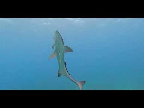 17 Odd-Shaped Swimmers D - scuba diving video