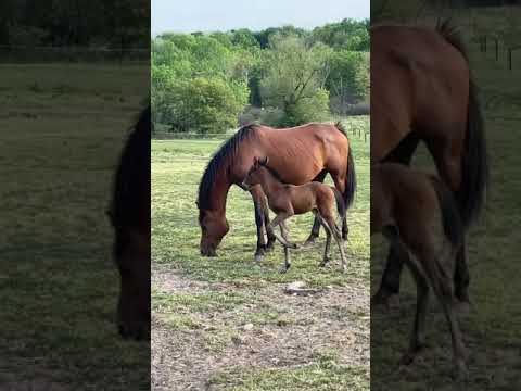 Baby horse with mom