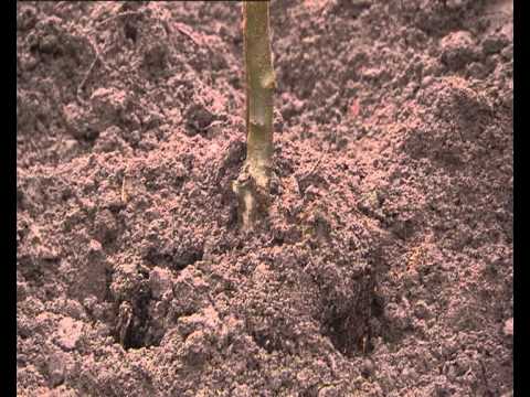 Plantagen Appeltrad2 Bjerne