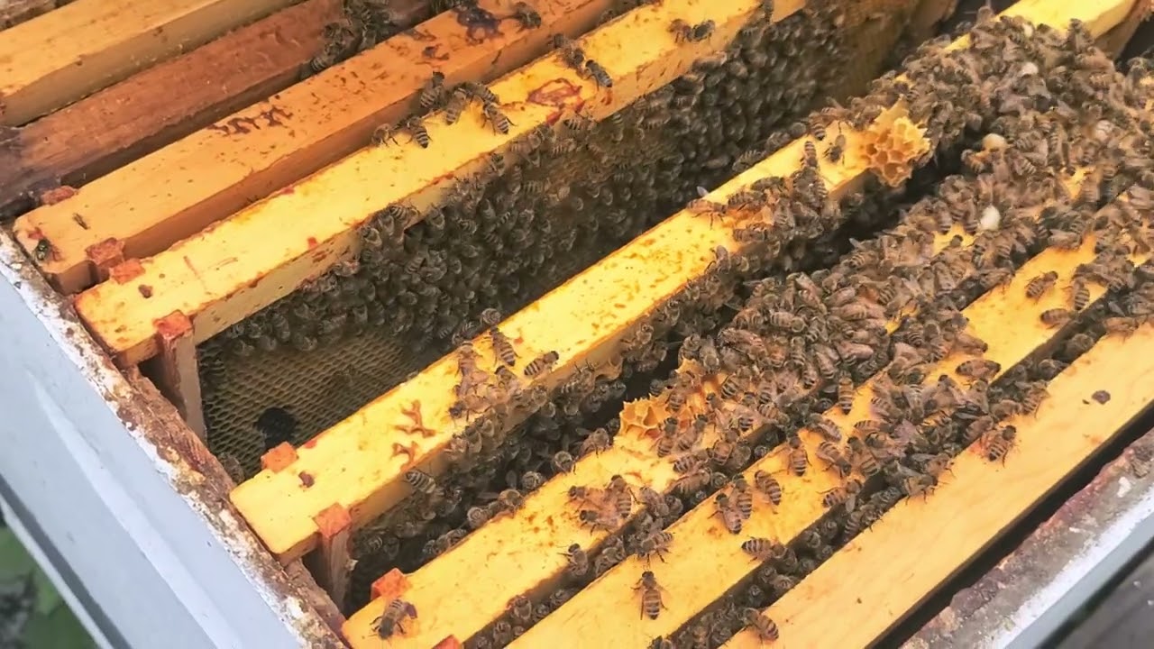 Inspections With Brian of Spicer Bees