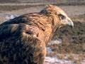 Golden Eagle vs. Jackrabbit 