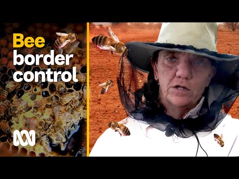 1000 Hives video