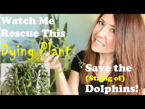 YouTube video about: Are string of dolphins toxic to cats?