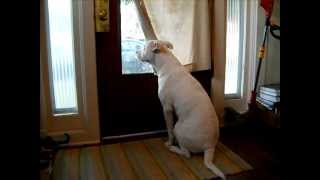 Soldier welcomed home by happy dog!!! Drill Weekend