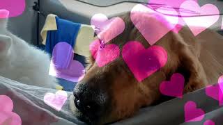 RocKenPooch's Songkran Holiday @ Bella Villa Cabana~April 13, 2022 | Cute Moments | Travel | Holiday