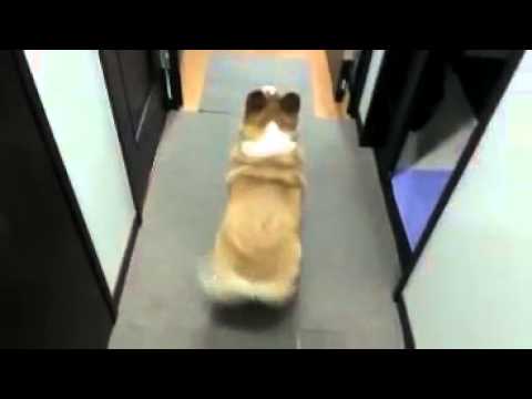 Shetta ft kcee shikorobo