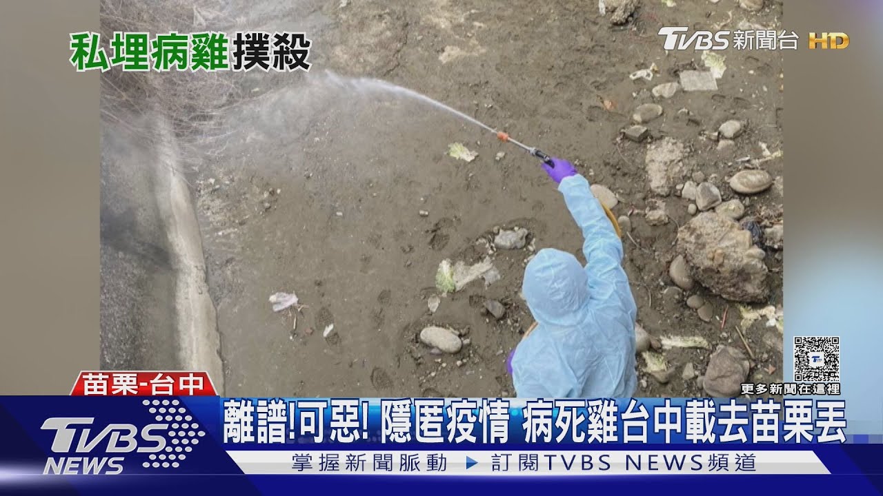 台中豐康牧場禽流感隱匿半月!病死雞亂丟苗栗 7000台斤蛋流入市面