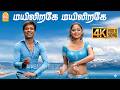 Mayiliragae 4K Video Song மயிலிறகே Anbe Aaruyire SJ Suryah Nila A R Rahman Ayngaran