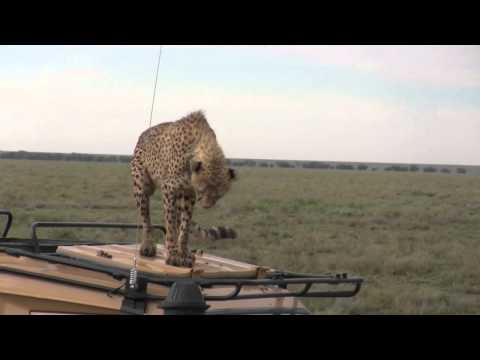 Gepard auf Auto - Tansania 2012