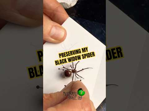 Preserving my Black Widow Spider. #molinarosnakelab #spiderpinning #blackwidow #spiders #diy #oddity