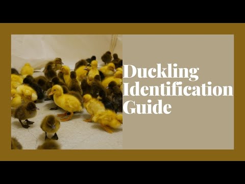 , title : 'Duckling Identification Guide'