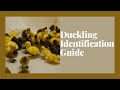 Duckling Identification Guide