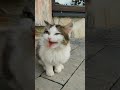 Hungry Kitten Screaming And Meowing Loudly For Mom Cat