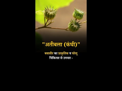 Natural and Home Remedies for Piles Atibala (Comb) #atibalaplant #atibala_se_piles_ka_ilaj  #piles