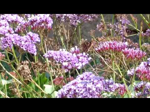 Flores con Mariposa volando....