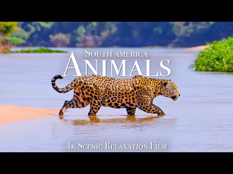 Animals of South America 4K - Scenic Wildlife Film With Calming Music