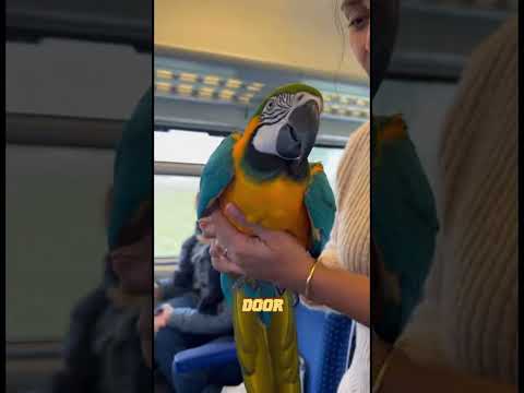 Animals in Their Final Moments… Until Heroes Stepped In.