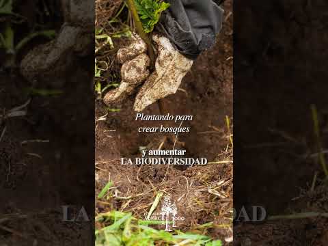 CICLO PLANTAS VODUDAHUE