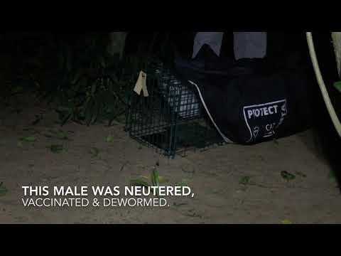 TNR - Releasing feral cat at trapped location
