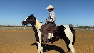 Snaffle vs Shanked bit