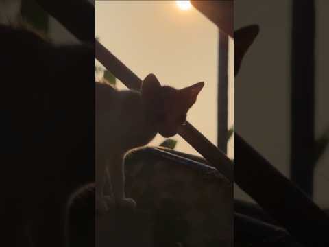 Mahendra babubaliiii😮‍💨😺 #cat #funny