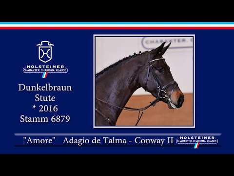 Holsteiner Frühjahrsauktion 2020 - Nr. 101 Amore v. Adagio de Talma - Conway II