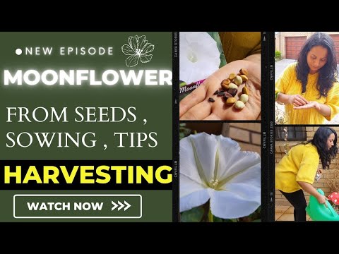 Moonflowers secret 🕷revealed through seeds harvesting & growing #hotpooriz #growmoonflowerfromseeds