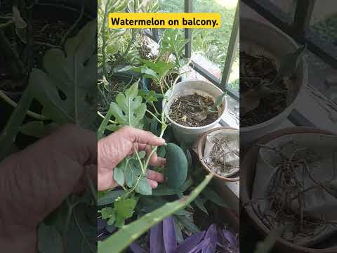 Watermelon Balcony Garden Setup (Hydroponics)