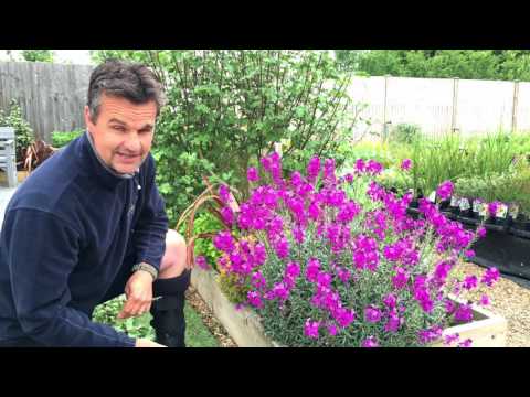 Antony's Gardening Tips - Erysimum