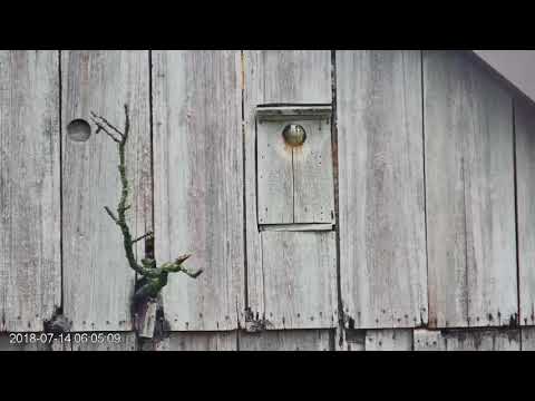 American Kestrel Chick Fledges! – July 14, 2018