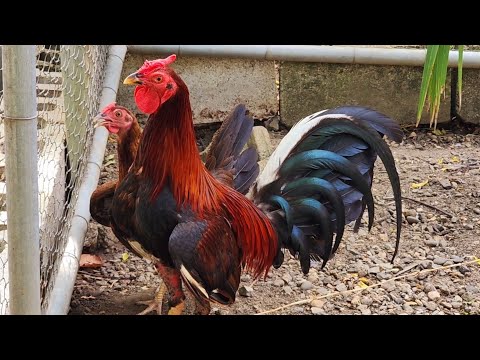 Criadero de gallos Dominicanos Dagoberto Fernández
