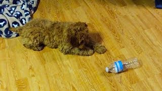 Puppies vs. Water Bottles