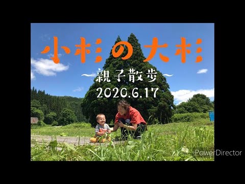 小杉の大杉　～親子散歩～　2020 6 17