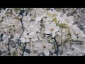 Beautiful Relaxing Music With Calming Scenes From Mother Nature