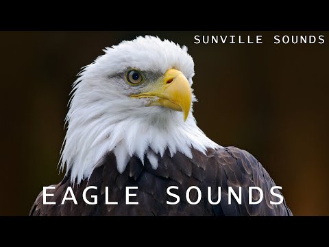 10 Hours of Eagle Sounds | Animal Sounds with Peter Baeten