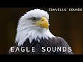 10 Hours Of Eagle Sounds Animal Sounds With Peter Baeten