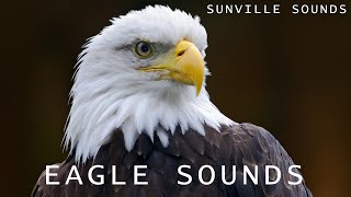 Download lagu 10 Hours of Eagle Sounds | Animal Sounds with Peter Baeten mp3 Download lagu 10 Hours of Eagle Sounds | Animal Sounds with Peter Baeten mp3