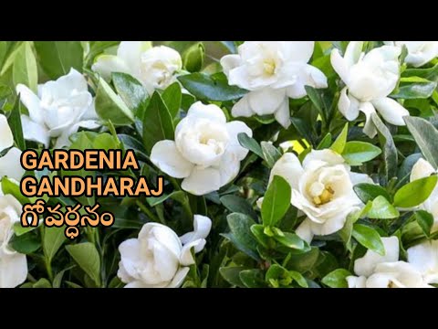 Gardenia/Gandharaj/Govardhanam care & propagation | English Subtitles | Prema's Garden