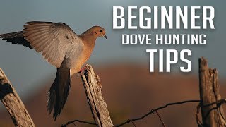 Beginner Dove Hunting Tips!