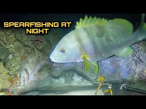 Spearfishing at Night Hunting Fresh Seafoods Palawan Philippines Episode III