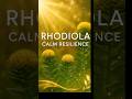 Rhodiola: My Secret for Calm Resilience 🌿