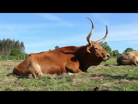 Vídeo: Falando de vacas