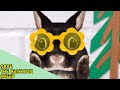 Wonder Pets In The City Save The Bighorn Sheep Episode 12b