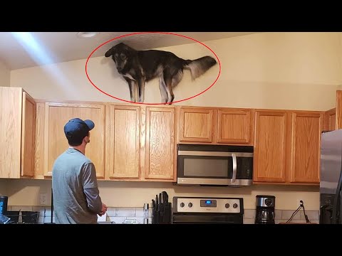 Raisons pour lesquelles il n'est pas facile d'être propriétaire d'un chien - chiens ennuyeux et dérangeants