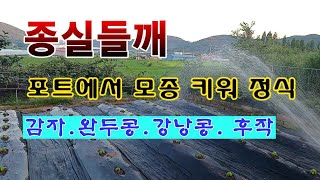 [텃밭농부 1,999]  종실들깨. 포트에서 모종 키워 정식. #들깨재배
