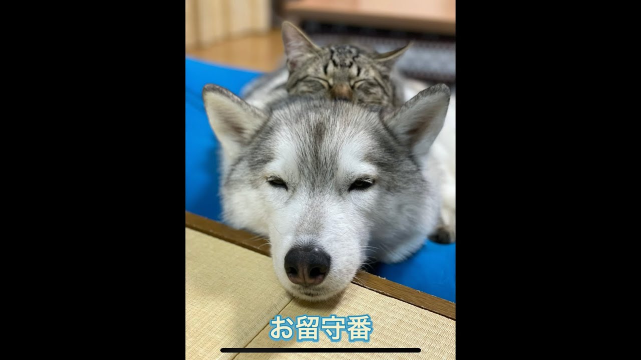 お留守番カメラの映像