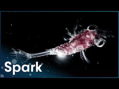 The Bizarre Lifeforms Found At The Bottom Of The Deepest Oceans