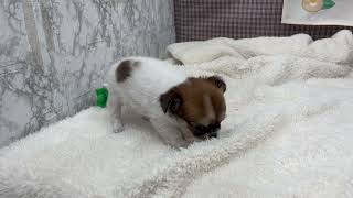 チワワ（ロング）の動画01