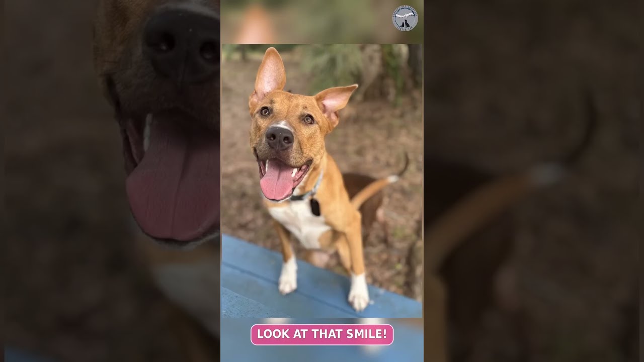 Enlarge Dancer (Maggie), a Adoptable mixed breed in Deltona, FL video 6/6