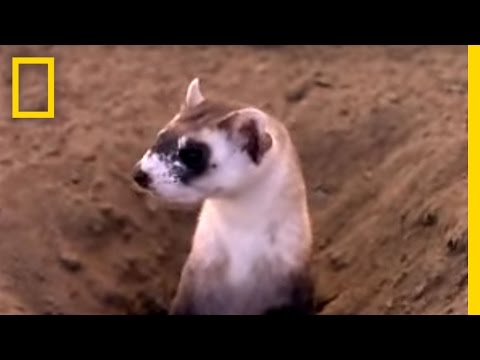 , title : 'Black Footed Ferrets | National Geographic'